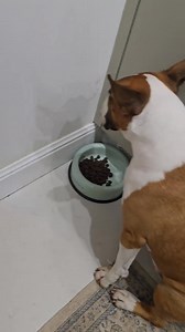 Good manners at the table, i.e. at the bowl 😇 | The Bull Terrier