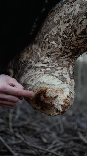 The sound of a beaver chewing a tree 🦫 #tree #science