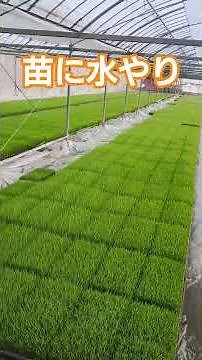 Watering method for rice seedlings. In the case of Taro.