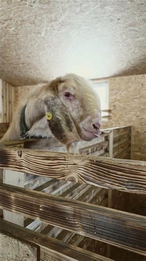 Most Powerful Goat Man Vibes 🐐 AWW Moments at Angel Valley Farm