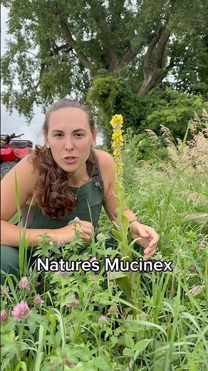 Mullein tincture! #mullein #tincture #herbal #homemade #selfsufficiency
