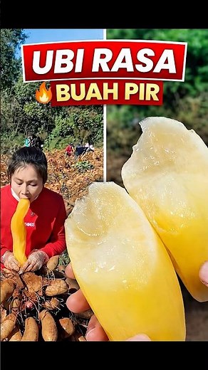 Ubi yakon segar