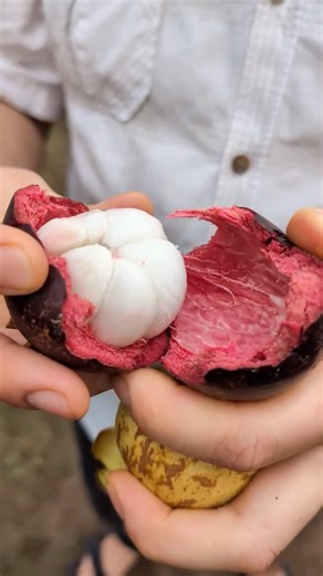 Mangostan: weißes Fruchtfleisch mit einem Geschmack wie Zitronensorbet, Litschi & tropischer Vanille