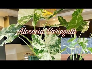 How to Grow and Propagation Alocasia Variegated.