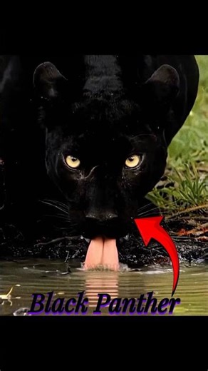 Black Panther कौनसा जानवर है?🤔 #facts #animals #shorts