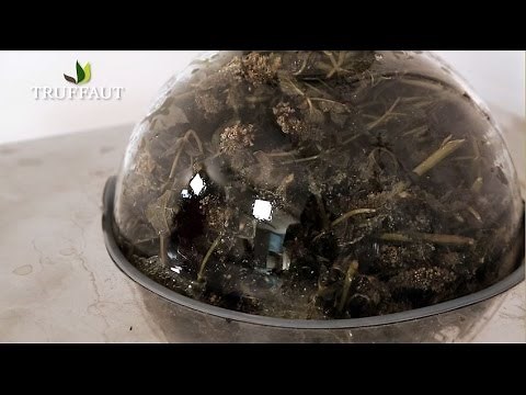 Découvrez la distillation de l'huile essentielle menthe poivrée - Truffaut