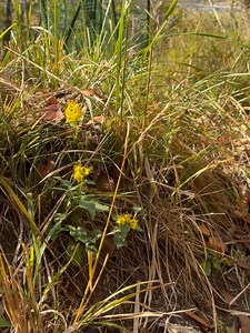Fumiko Kato on Reels