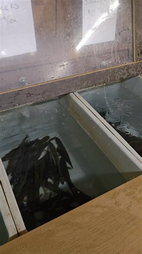 Sucker availability update for 9/26/25 at Jenk's Bait and Tackle in Hayward, WI! #JenksBaitandTackle #OneStopShop #HaywardWI #ChippewaFlowage #HaywardLakes #LiveBait #Fishing #FishingLife #MuskyFishing #Suckers | Jenk's Bait and Tackle