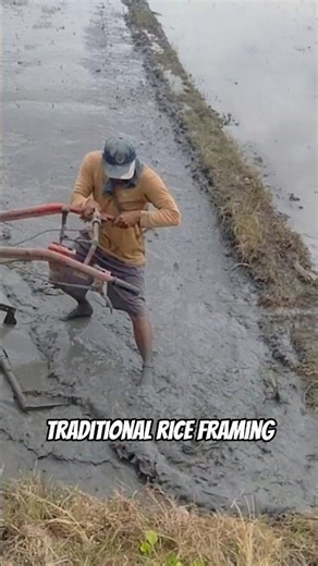 Traditional Farming Leveling Rice Field with Tractor 011