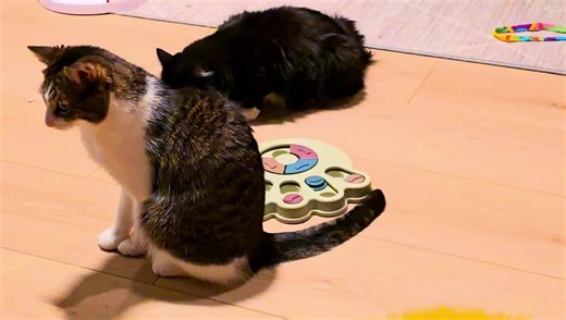 Huskatta Pusurs Verden on Instagram: "Noen vil gjerne også ha fisk til dessert 😹🐟 🐾🐈🐈🐈🐈🐈🐈🐈🐈🐈🐾 Bli Grasrotgiver og støtt arbeidet vårt i Forente Poter for katter i nød. ❣️ Det koster deg ikke noe som helst og er vår klart viktigste inntektskilde. Send SMS "Grasrotandelen 815935292" til nummer 60000, eller meld fra til tippekommisjonæren eller på "min side" hos Norsk Tipping. Fortell gjerne til familie og venner om oss, slik at de også kan velge å bli Grasrotgivere for Forente Poter. 