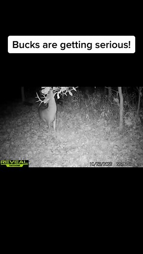 Nice buck spent a total of 13 minutes working this scrape. #illinoisbigbucks #illinoisdeerseason #illinoisdeerhunting #dominantbuck #deerseason2022 #mockscrape #BigBucks