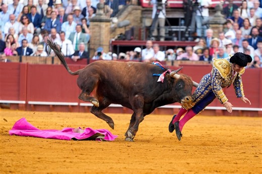 Schwere Verletzung in Sevilla: Stier spießt Torero auf