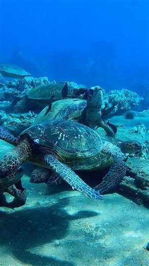 Happy Turtle Tuesday 🐢 | The Snorkel Store