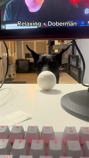 @Jynxzi win a RL game ffs #doberman #rocketleague #jynxzi #dogs | Dobermans