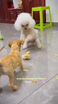 Funny DOG Moments 😂😂 1347 #funnydogs #dogs #funnyanimals #petsofinstagram