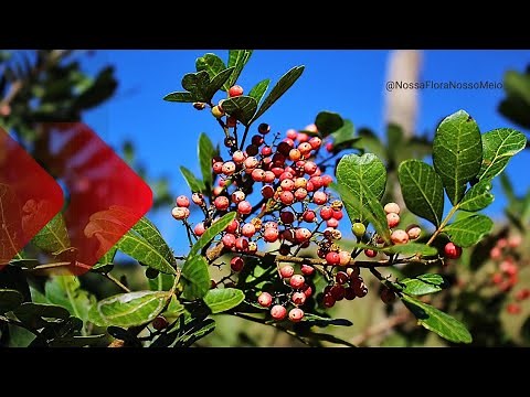 Brazilian Pepper Tree: All the Benefits of this Medicinal Plant