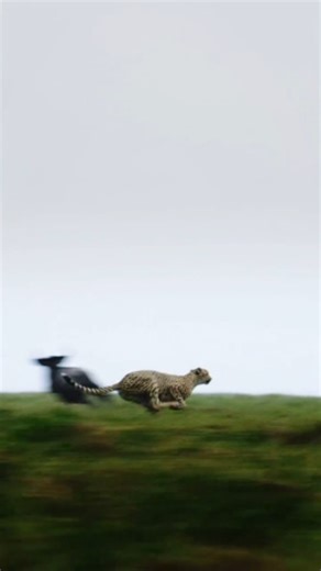 Nature Is Metal on Instagram: "📽 by @tomwalkercam @bertiegregory If it wasnt already obvious, this is some of the most spectacular footage you'll see of these amazing cats hunting. Cheetahs do not solo hunt wildebeest, they are a little too big for one cat to handle on their own, plus they are rarely alone. A single cheetah would be asking for trouble. Thankfully, a coalition is the furthest thing from a single cheetah. Coalitions are more often than not related males who stick together 