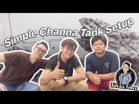EP4: Simple Channa Tank Setup Tutorial (for Beginners)