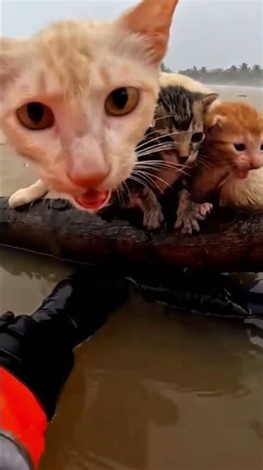 Proof that a mother’s love has no limits. #cat