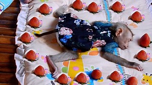 How Amazing Jessi Sleeping With Lot Of Strawberry Around, Jessi Woke Up With Extremely Surprised | Monkey Jessi