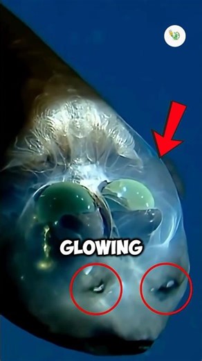The Ocean Creature With a Glass Head! 🤯