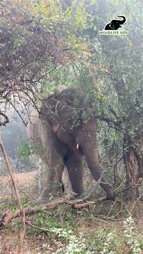 When Zara’s instincts take over!