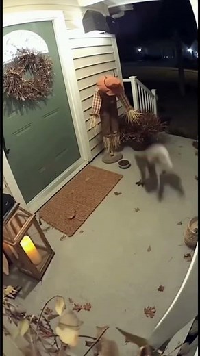 Cute Animals Getting Scared Compilation 😳🐾 | Bear Cub, Goat, Koala, Kitten, Rabbit