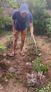 3.5K views · 28 reactions | Sili #asfarmingph #asfarming #farming #idol #idolfarm #fbreels #farmlife | As Farming Philippines | Facebook