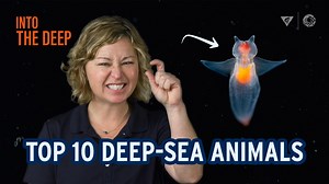People always ask us: "Monterey Bay Aquarium, what are YOUR favorite deep-sea animals?!" After decades of waffling, we’re ready to say that *these* 10 incredible creatures of the deep are our favorites—for this particular video! | Monterey Bay Aquarium