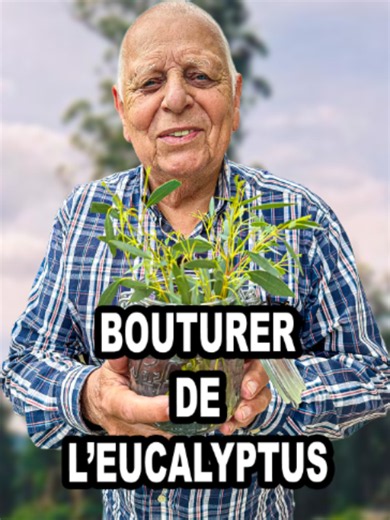 Comment bouturer un Eucalyptus ? #jardin #jardinage #nature #arbre #bouture