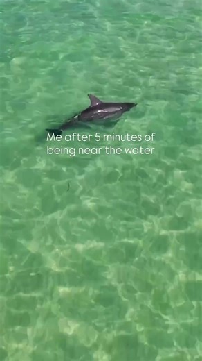 The moment my feet touch the water ✨ ✅ 100% Clear kayaks ✅ Top notch eco-guide ✅ Wildlife encounters ✅ Gorgeous scenery 📍Get Up and Go Kayaking- Clearwater Beach 🔗 in bio! #clearwaterflorida #wildlife #dolphin #clearkayak #ecotourism
