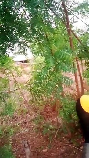 Different ways to use Neem tree on your farm * Use as pesticide to keep away pest destroying your crops * Use as fertilizer to add nutrients that will allow your plant growth * Use as fungicide to protects * Use to treat poultry and livestock diseases * Use to keep germs and bacteria away from your poultry Plus lot of other advantages Say goodbye to unstable income from farming! 🔥 Imagine having a consistent daily revenue stream for 20, 50, or even 100 years. It's possible when you tap into the