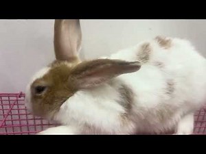 Relaxing and chatting with rabbits