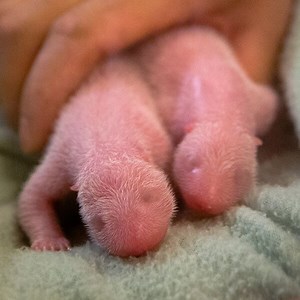 Panda Twins Born at Zoo Atlanta, The First Twins Born in the U.S. in Over Two Decades!