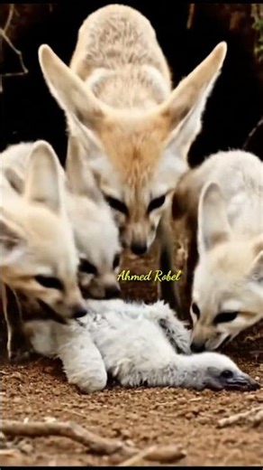 বাজপাখি ও শিয়ালের গল্প | Falcon and Fox Fight against Each Other