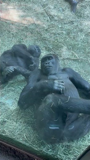 Sleeping chimpanzee attack on me ##ytshorts #ytviral #youtube #trending