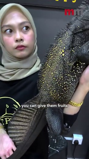 9.3K views · 56 reactions | A Minute with an Exotic Pet Hobbyist: Before Buying Your First Pet Reptile Planning to purchase your first reptilian pet? Brotherhood Reptiles explains what you would need to know before buying your scaly friend. #reptiles #reptile #reptilelove #reptilelover #cuteanimal #animal #animals #reptilesofinstagram #reptileskl #snakes #snakeskl #lizards #lizardskl #brotherhoodreptiles | Malay Mail | Facebook