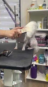 Cutest Maltese After Bath 😍 Don’t Miss the Transformation!