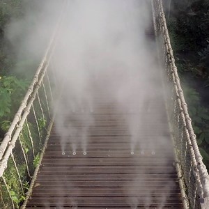 7.2K views · 151 reactions | Have you crossed the Cloud Bridge in our Rainforest? It’s fully accessible and you’ll learn how rainforests reflect sunlight and help cool the planet! | Eden Project | Facebook
