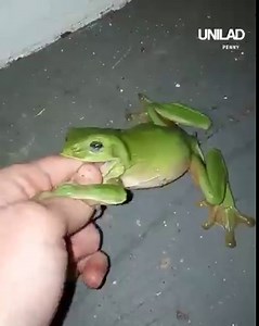 49M views · 192K reactions | He saw the little crumb and was like, "Naaah." *CHOMP*   | UNILAD | Facebook