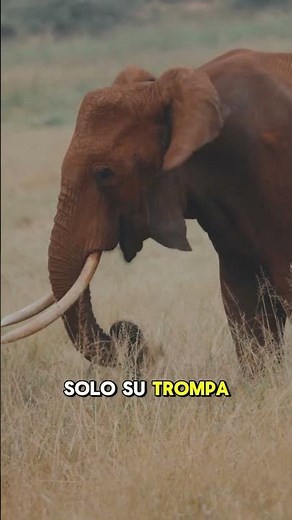 👉 El animal terrestre más grande del mundo 🐘😳