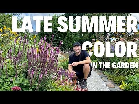 Late Summer Perennials That WOW | 17 Colorful Flowers for August & September Blooms