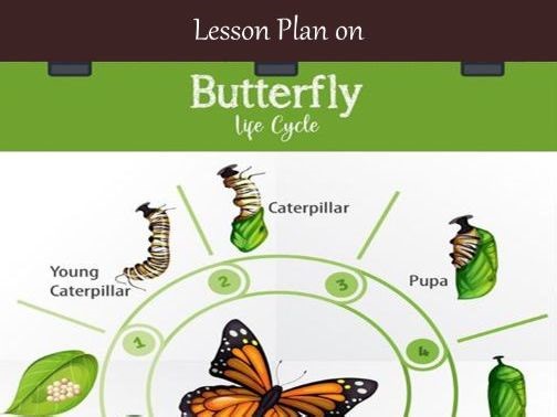Lesson Plan on Butterfly Life Cycle | Teaching Resources