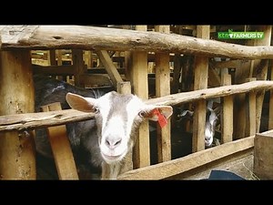 Half-acre farm that will teach you how to farm almost anything - Charis Farm