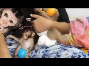 Anak monyet Ciko punya adik bayi monyet Cika