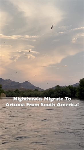 It’s fascinating how Nighthawks migrate all the way from Brazil and Argentina to have babies and eat millions of bugs in Arizona’s 115° heat every year. Amazing animals! | Jeremy Johnson Photography