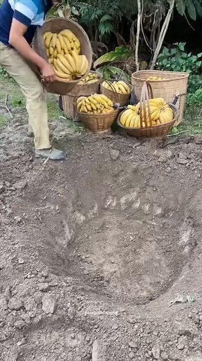 1.6K views · 4.4K reactions | Banana wine making in china | fantasticworld | Facebook