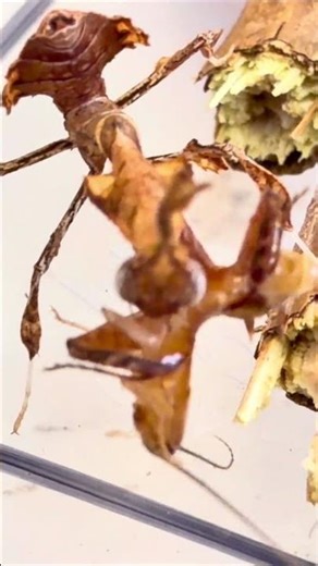 My new ghost mantis feeding video :) any name suggestions? #ghostmantis #mantiskeeping #mantis