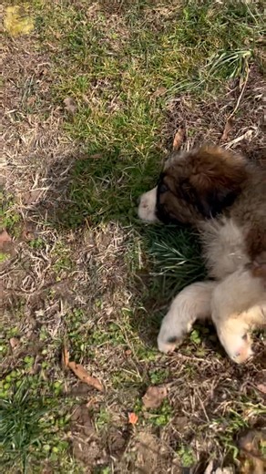 Most of our puppies are ready for adoption now. We have several puppies come take your pick | Carthage MO Humane Society