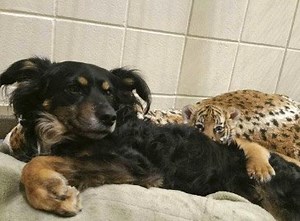 77K views · 134 shares | Dog a 'nanny' to tiger cubs at Cincinnati Zoo | The Times of India | Facebook